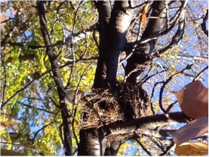 Nest - Carrie Greene - Business